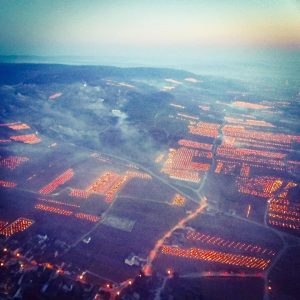 Vineyards 2021.jpg