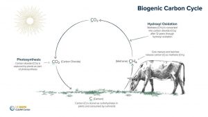 Biogenic carbon cycle.jpg