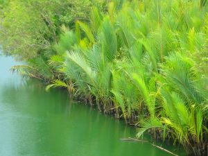 Nipa_palms.jpg