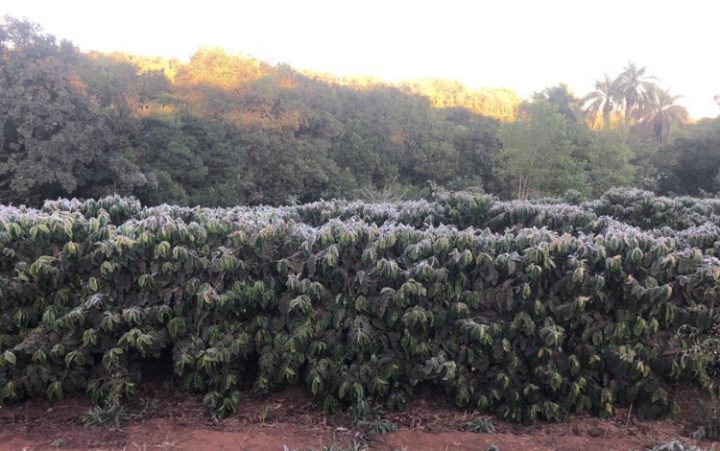 Brazil coffee frost