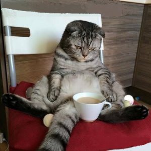 CatStare.jpg