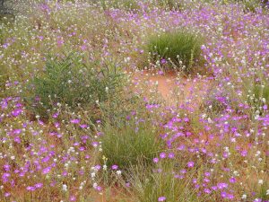 Desert Flowers