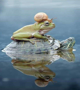 snailfrogturtle.png
