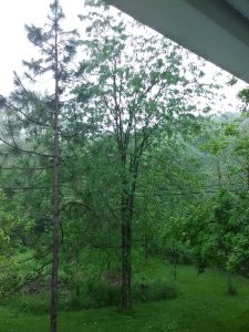 HoneyLocust in rain.jpg