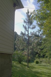 Longleaf2017.jpg