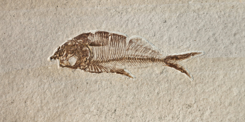 Well-preserved fossils could be consequence of past global climate change