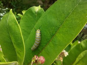 MilkweedMonarchCaterpillar2021.jpg