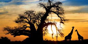 Spectacular African sunset with Baobab and Giraffe