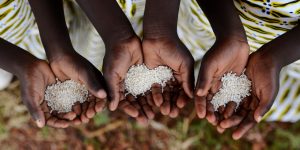 Group of African Black Children Holding Rice Malnutrition Starvation Hunger. Starving Hunger Symbol. Black African girls holding rice as a malnutrition symbol.