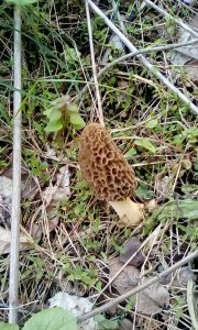 MushroomMorel5-2020.jpg