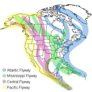 north-america-migration-flyways.jpg