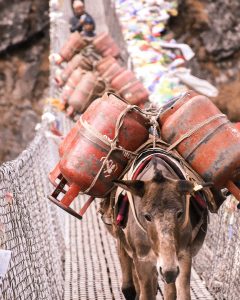 strong-donkeys-ebc-trek.jpg