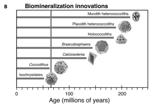 Monteiro coccolithophore biomineralisation innovations history.PNG