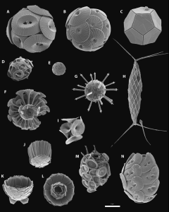 coccolithophore SEM-images Monteiro.png