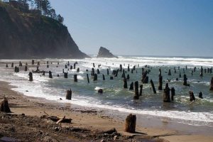 neskowin-ghost-forest-3[6].jpg