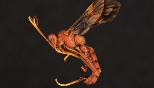 Giant_Ichneumon_Wasp.jpg