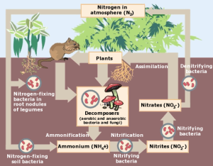 nitrogen_cycle.png