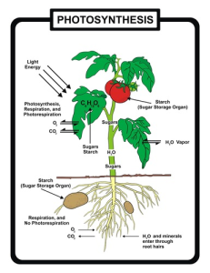 photosynthesis.png