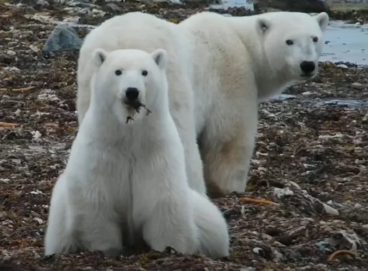 polar-bear-near-churchill-from-beluga-watch-boat-30-oct-2021-cub-eating-kep
