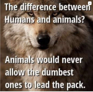 LIONS THE DIFFERENCE BETWEEN HUMANS AND ANIMALS*.png