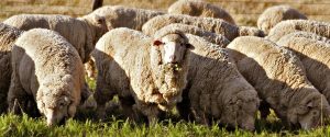 sheep.jpg