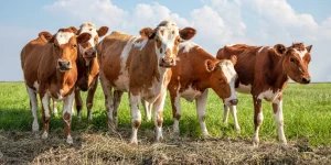 Group of young cows stand together in a pasture under a blue sky, red and white heifer.