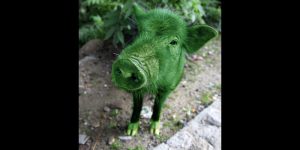 Tibetan Pig. Image modified.
