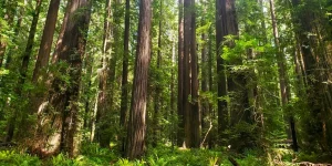 Redwood forests such as this one in California's Humboldt County are key components of the state's climate change mitigation efforts, but UCI researchers suggest that ongoing greenhouse gas emissions may limit the ability of trees to remove carbon dioxide from the atmosphere.