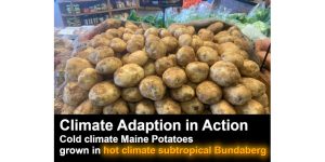 Maine Potatoes Bundaberg