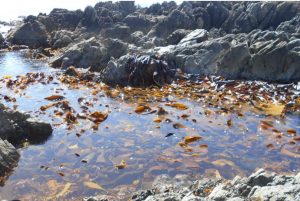 kelp.JPG