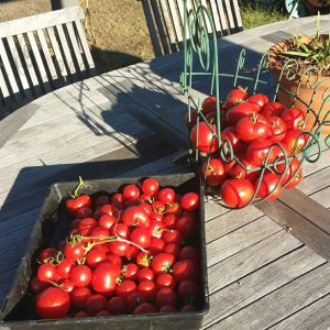 tomatoes.jpg
