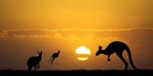 kangaroos at sunset