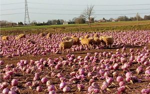 Red Cabbage Sheep.JPG