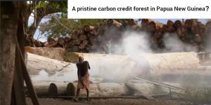 carbon credit forest