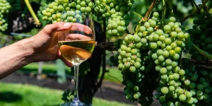 glass of white wine against unripe fresh green grapes
