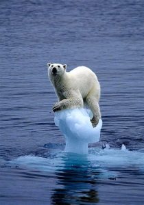 PB iceberg.jpg