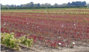 200 Thousand Baby Roses.JPG