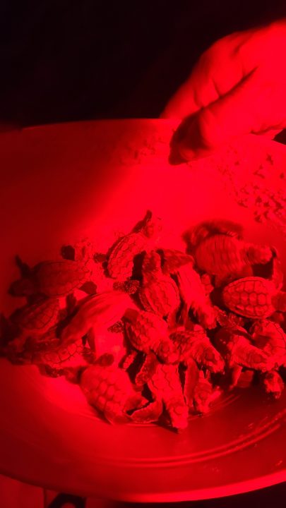 Sea Turtle Rescue, July 30, 2020, by Charles Rotter