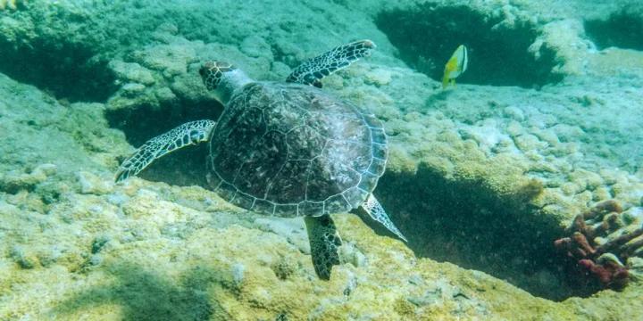 Green Sea Turtle, Lauderdale By The Sea, Florida, May 2, 2023 by Charles Rotter