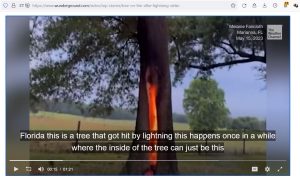 Tree Inside Fire.JPG