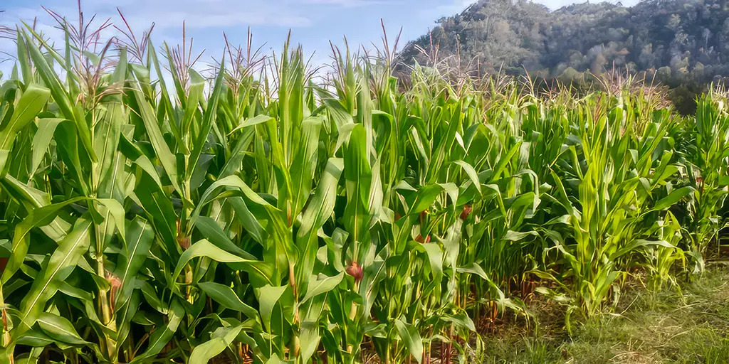 Ethanol: Not the Energy Transition We’re Looking For?