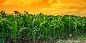 young green corn field in agricultural garden and light shines sunset