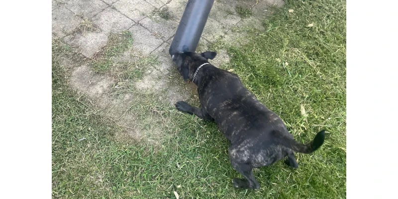 Dog attack