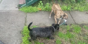 Staffy Tug of War