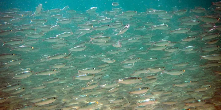 School of fish, photo by Charles Rotter