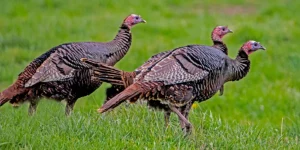 three wild turkeys
