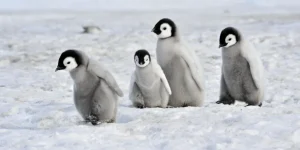 Emperor Penguin Chicks
