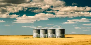 Grain silos filled with wheat on the Alberta Prairies in North America