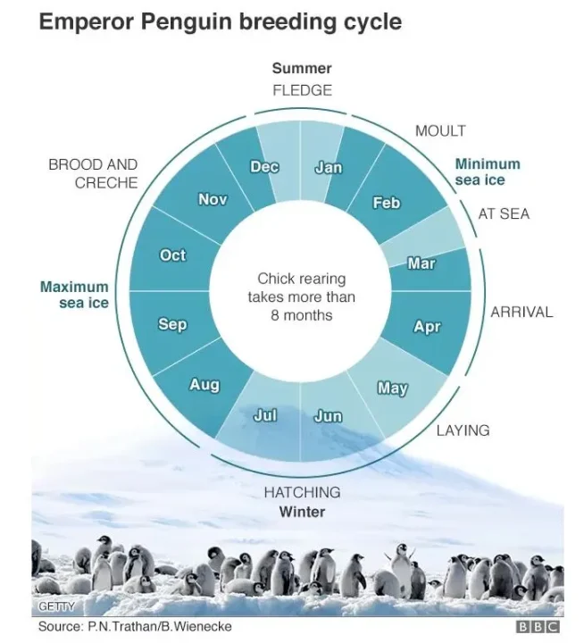 BBC-penquin-breeding-cycle