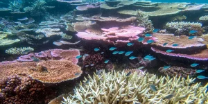Corals, John Brewer Reef, GBR by Jennifer Marohasy